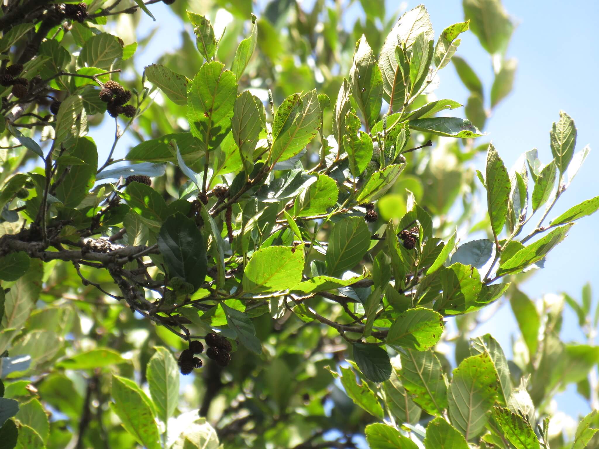 Alnus jorullensis